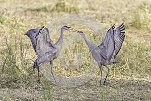 Sandhill Crane Mated Pair Dancing