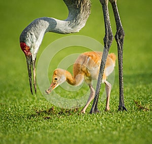 Sandhill crane mother feeding her chick