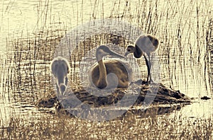 Sandhill Crane Nesting with 2 Chicks