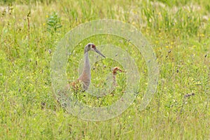 Sandhill crane with offspring