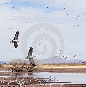 A Sandhill Crane Pair Glides Above its Surivival Group