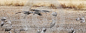 A Sandhill Crane Pair Glides In, Rejoining its Winter Surivival