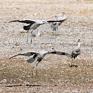 A Sandhill Crane Pair Lands, Rejoining its Winter Surivival Group