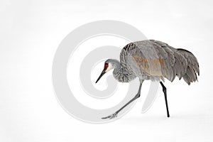 Sandhill crane picking it\'s way across the ice