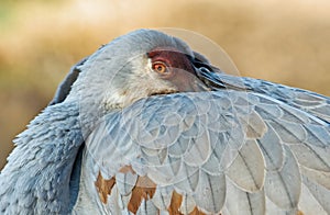 Sandhill Crane Portrait