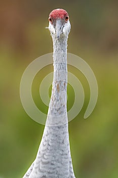 Sandhill Crane Portrait