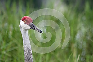 Sandhill Crane portrait