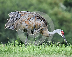 Sandhill Crane with Ruffled Feathers