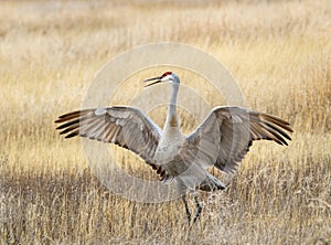 Sandhill Crane photo