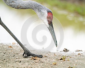 A sandhill crane searching for food