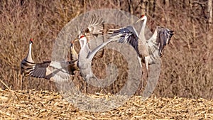 Sandhill Crane searching for food and being aggressive