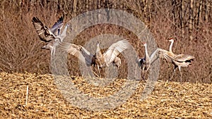 Sandhill Crane searching for food and being aggressive