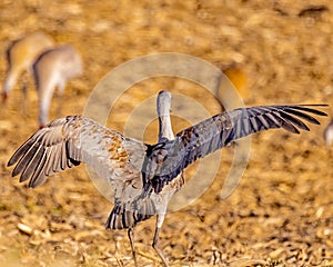 Sandhill Crane searching for food and drying feathers