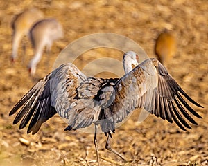 Sandhill Crane searching for food and drying feathers