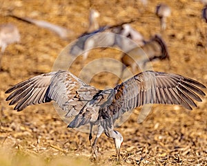 Sandhill Crane searching for food and drying feathers