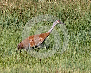 Sandhill crane searching for food in a pasture in Edwards, Colorado.