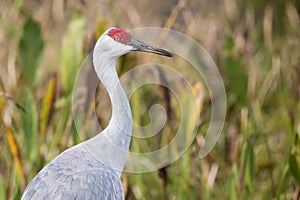 Sandhill Crane in Shingle Creek Region Park, Florida