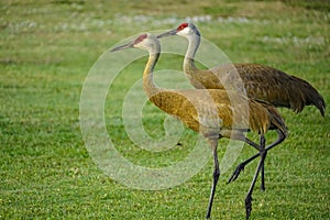 Sandhill Crane Siblings