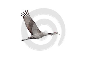A Sandhill Crane Soars on a White Background