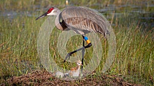 A sandhilll crane stands over its newly hatched colt with an unhatched egg photo