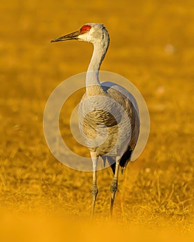 Sandhill Crane stands in field after migrating south