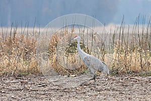 Sandhill Crane Struts Across a Field