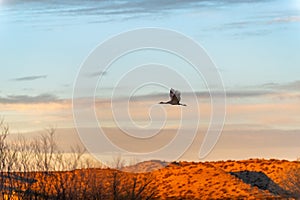 Sandhill crane at sunrise over Bosque del Apache photo