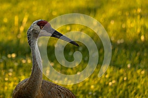 Sandhill crane at sunset in the park