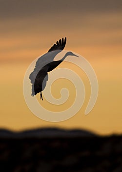 Sandhill Crane at sunset preparing to land - New Mexico