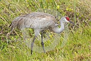 Sandhill crane at a swamp in Orlando Wetlands Park. photo