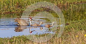 Sandhill Crane Swimming Behind Colts