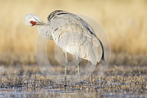 Sandhill crane tending to feathers