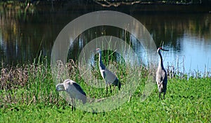 Sandhill crane
