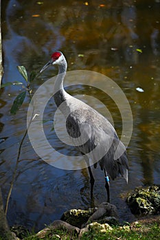 Sandhill Crane Wading