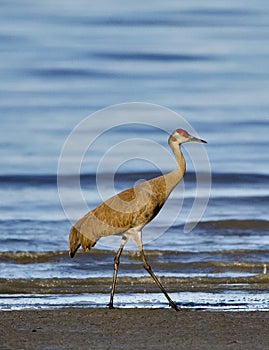 Sandhill Crane Walking The Beach