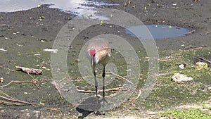 Sandhill crane walking in Florida wetland