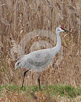 SandHill Crane walking in marsh grass habitat