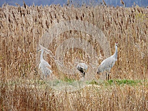 SandHill Crane walking in marsh grass habitat in NYS