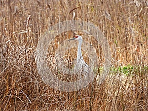 SandHill Crane walking in marsh grass habitat in NYS