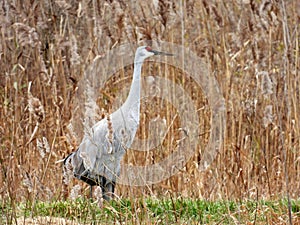 SandHill Crane walking in marsh grass habitat in NYS