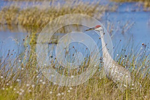 Sandhill Crane In Wetlands With Tall Grass