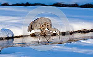 Sandhill Crane in Winter