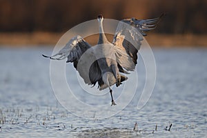 Sandhill Crane wintering in the U.S. Southwest