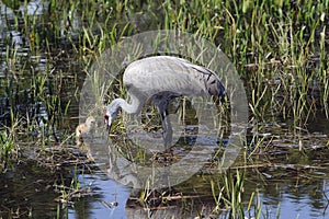 Sandhill crane and young chick