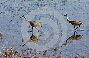 Sandhill Cranes