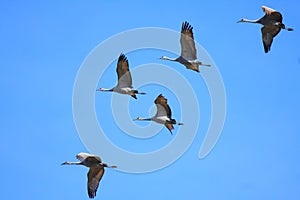 Sandhill Cranes