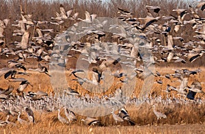 Sandhill Cranes