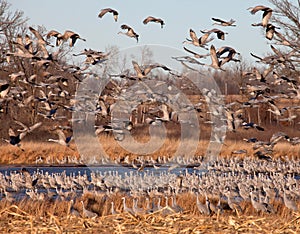 Sandhill Cranes