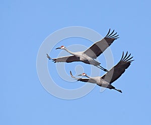 Sandhill Cranes