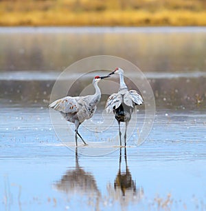 Sandhill Cranes photo